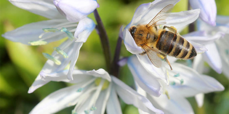 Honigbiene an Kaukasus-Blaustern. - Foto: Helge May