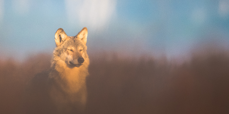 Ein Wolf geniesst die wärmende Herbstsonne - Foto: Heiko Anders