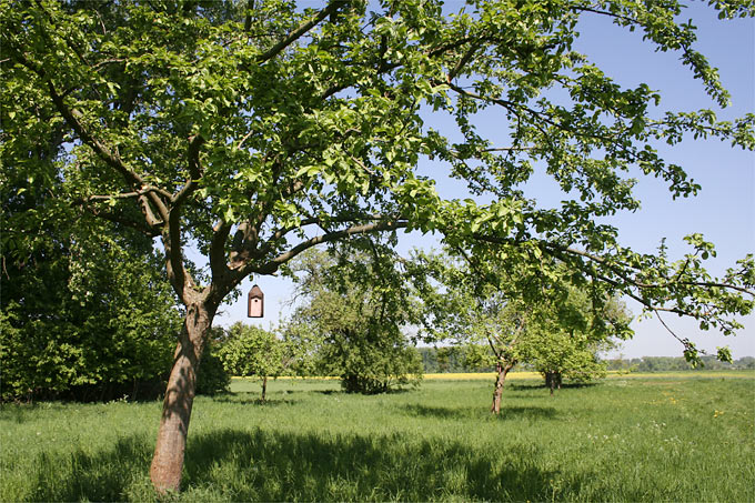 Apfelbaum mit Holzbetonnistkästen - Foto: Helge May