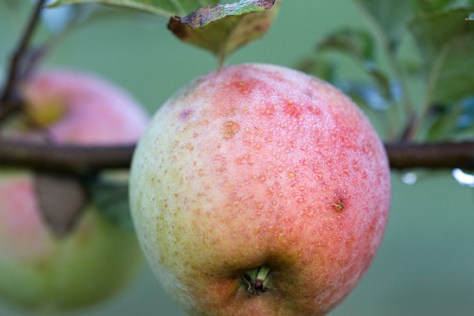 Apfel - Foto: Frank Derer