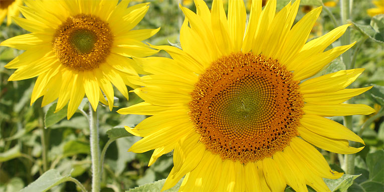 Sonnenblumen - Foto: Helge May
