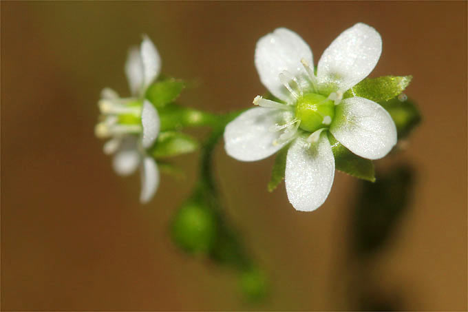 Blütenstand Rundblättriger Sonnentau - Foto: Helge May