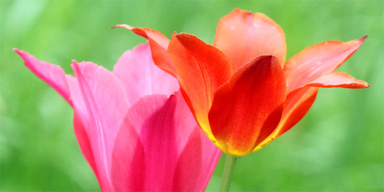 Tulpen in Frühlingswiese - Foto: Helge May
