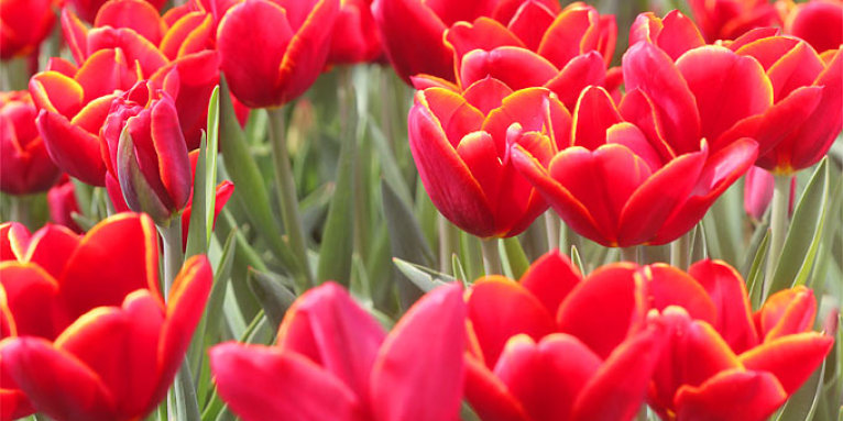 Rote Tulpen - Foto: Helge May
