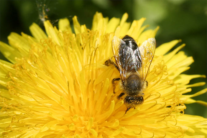 Unverzichtbar für unsere Lebensmittelproduktion: Die Honigbiene. Doch sie steht, wie viele andere Insekten, durch die Intensivierung der Landwirtschft unter Druck. - Foto: Helge May
