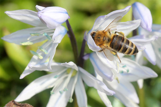 Honigbiene an Kaukasus-Blaustern (Scilla mischtschenkoana) - Foto: Helge May