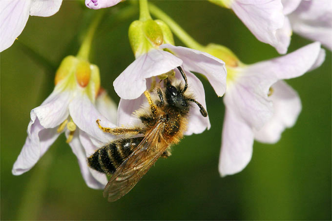 Wildbiene an Wiesenschaumkraut. Es sind vor allem Wildbienen, die unter den Folgen des Einsatzes der Neonikotinoide leiden.- Foto: Helge May