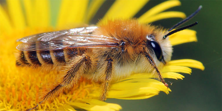Hosenbiene auf Flohkraut - Foto: Helge May