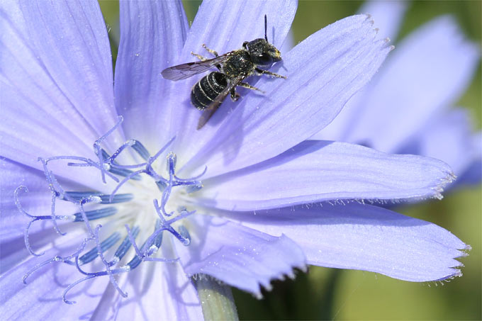 Wildbiene auf Wegwarte - Foto: Helge May