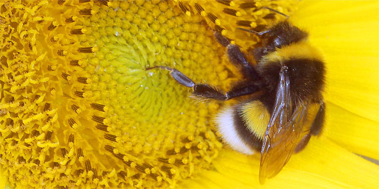 Erdhummel an Sonnenblume - Foto: Helge May