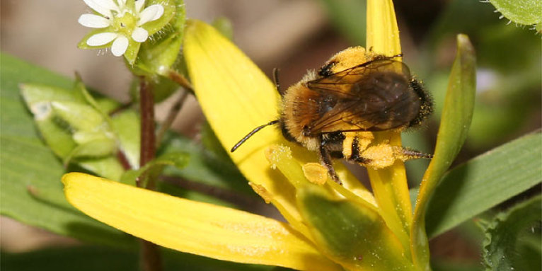 Wildbiene an Gelbstern - Foto: Helge May