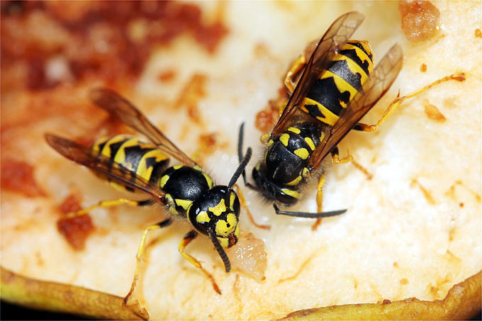 Tipps zum friedlichen Umgang mit Wespen und Hornissen