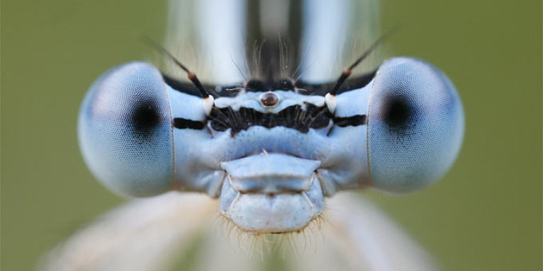 Federlibelle (Männchen) - Foto: Frank Derer