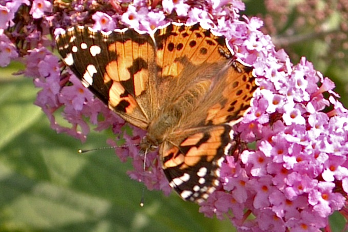 Draufsicht eines Schmetterlings auf Blüten