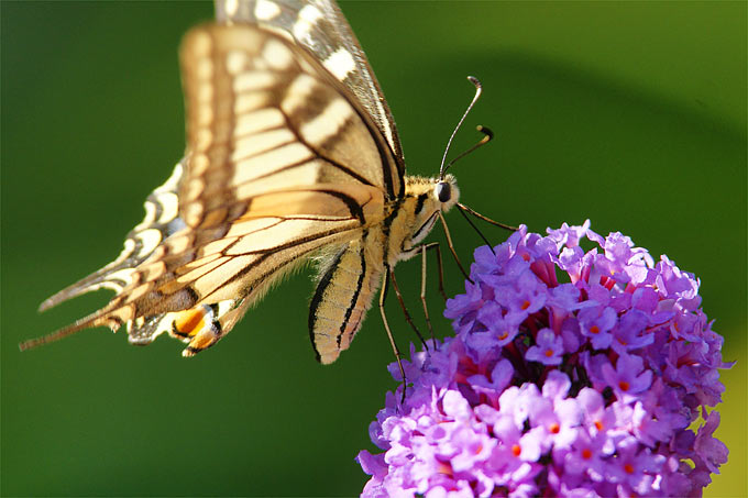 Schwalbenschwanz an Schmetterlingsflieder (Buddleia) - Foto: NABU/Markus Moeller