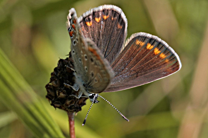 Gemeiner Bläuling (Weibchen) mit brauner Flügelfärbung - Foto:Carsten Heinecke