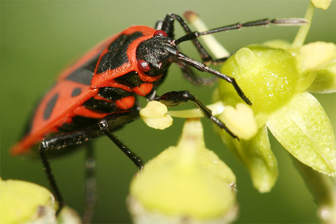 Gemeine Feuerwanze an Efeublüte - Foto: Helge May