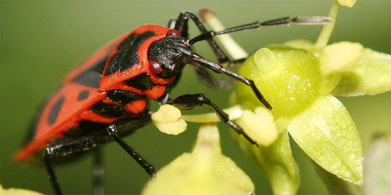 Gemeine Feuerwanze an Efeublüte - Foto: Helge May