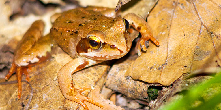 Springfrosch - Foto: Tobias Schilling/www.naturgucker.de