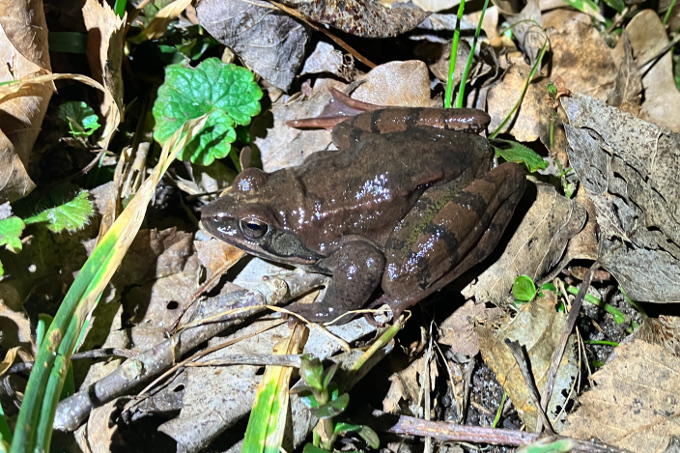 Springfrosch - Foto: Ralf Berkhan