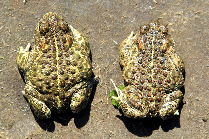 Kreuzkröten mit dem charakteristischen Strich auf dem Rücken. - Foto: Jens Scharon