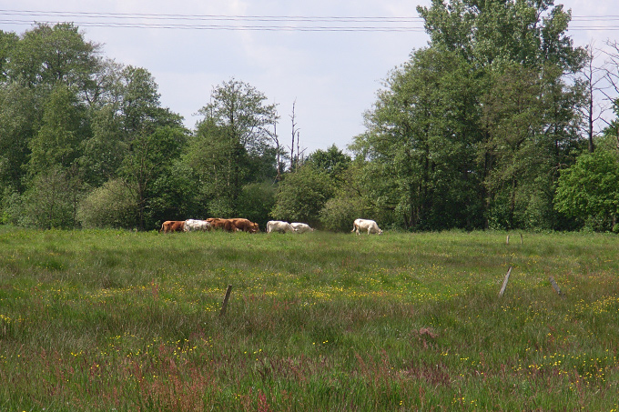 Kühe auf artemreichen Grünland - Foto: Uwe Baumert