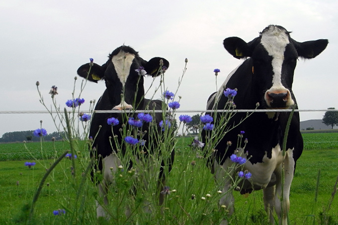Kühe vor Kornblumen - Foto: Uwe Baumert