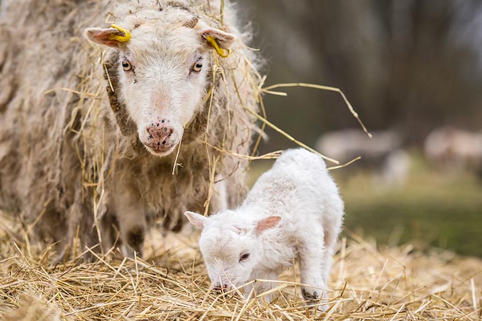 Schaf mit Lamm - Foto: NABU/Sebastian Hennigs