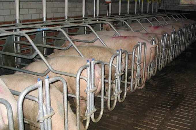 Schweinehaltung - Foto: Tierrechtsinitiative MAQI