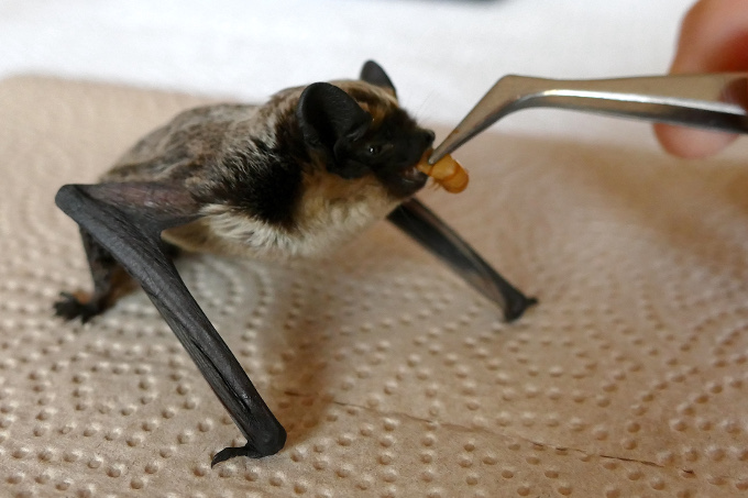 Zweifarbfledermaus-Männchen „Niko“ lässt sich die Mehlwürmer schmecken. - Foto: Gerhard Schaad