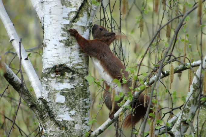 Eichhörnchen - Foto: D. Jaeger