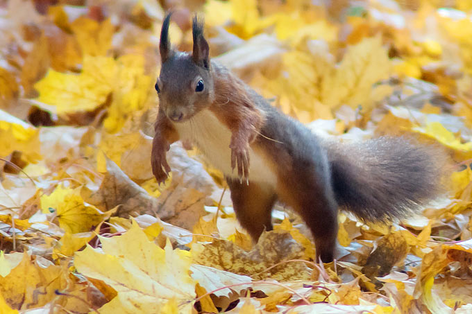 Eichhörnchen im Herbstlaub - Foto: Udo Krupka/www.naturgucker.de