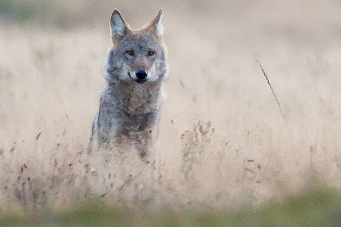 Wolf (Symbolbild) - Foto: Jürgen Borris