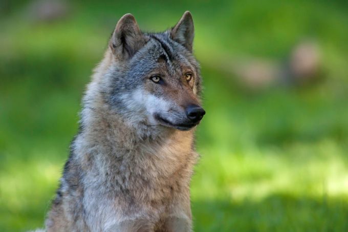 Wolf (Symbolbild) - Foto: Wolfgang Ewert