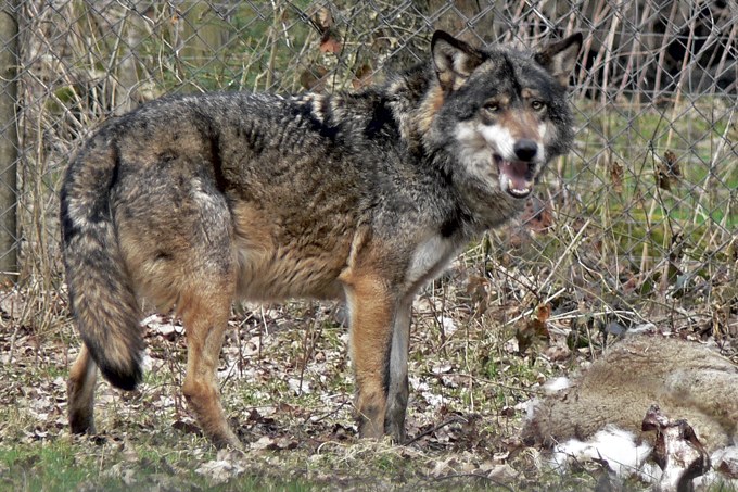 Wolf (Symbolbild) - Foto: Ingo Ludwichowski