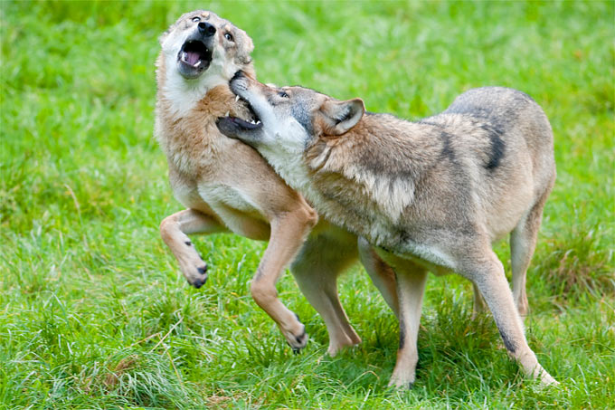 Der NABU betont, dass die Ursache für das unnatürliche Verhalten des Wolfs geklärt werden müssen. - Foto: Christoph Bosch