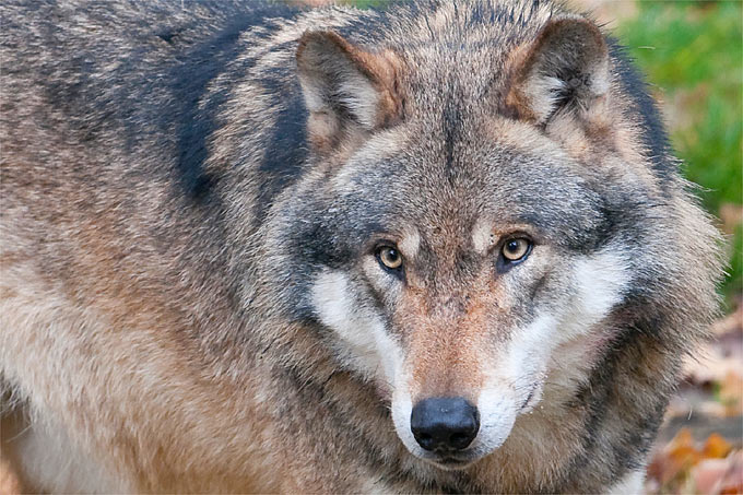 Einen Abschuss lehnt der NABU Niedersachsen strikt ab, denn Wölfe sind strengstens geschützt. Das Tier hatte sich gegenüber dem Menschen nicht aggressiv gezeigt.  - Foto: Christoph Bosch
