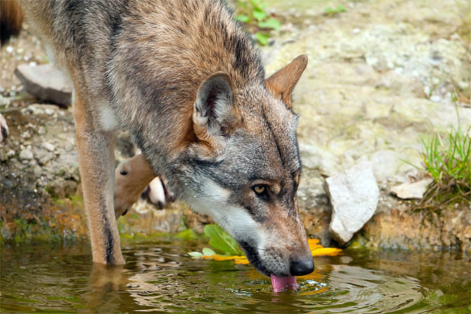 Trinkender Wolf - Foto: Christoph Bosch