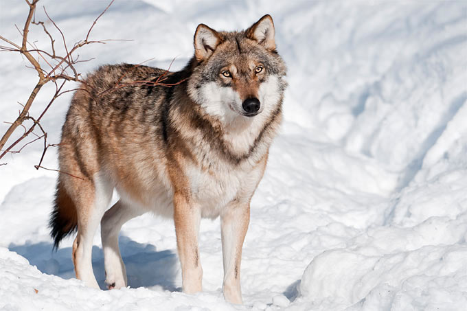Seit einigen Jahren ist der Wolf wieder heimisch in Niedersachsen. Weidetiere müssen besonders geschützt werden, um die Akzeptanz für die Rückkehr des Wolfs in der Bevölkerung zu erhöhen.- Foto: Christoph Bosch