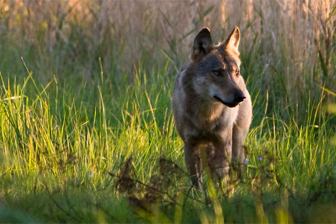 Wolf (Symbolbild) - Foto: Jan Noack