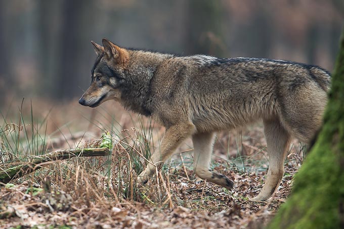Wolf - Foto: Heiko Anders