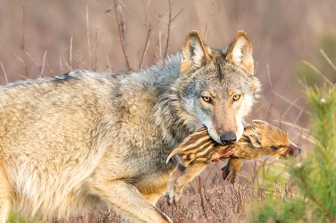 Wolf mit Frischling. Nach wie vor sind weniger als zwei Prozent der Nahrungstiere der heimischen Wölfe Nutztiere. - Foto: Jürgen Borris