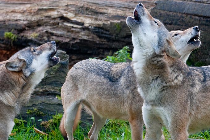 In den ersten zwei Monaten des noch jungen Jahres sind fast so viele Wölfe getötet worden wie im gesamten vergangenen Jahr. - Foto: Christoph Bosch