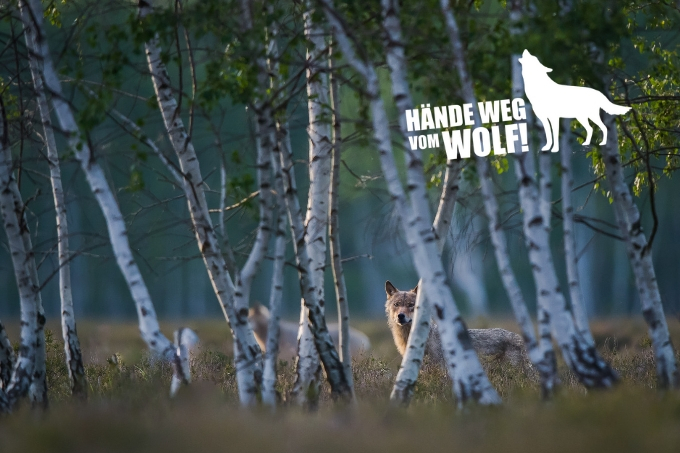 Wolf hinter Birken (Symbolbild). - Foto: NABU/Heiko Anders