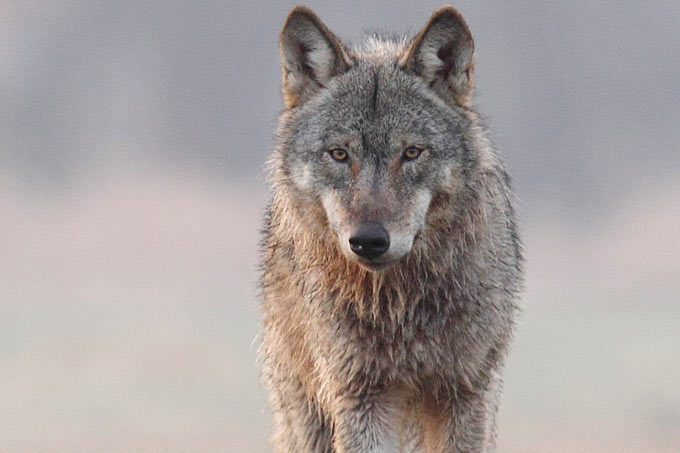 Jungwolf (Symbolbild) - Foto: NABU/Michael Hamann