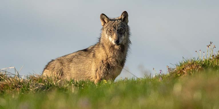 Ein Wolf in der Schweiz - Foto: Charly Gurt