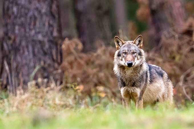 Europäischer Grauwolf in Deutschland – Foto: Heiko Anders