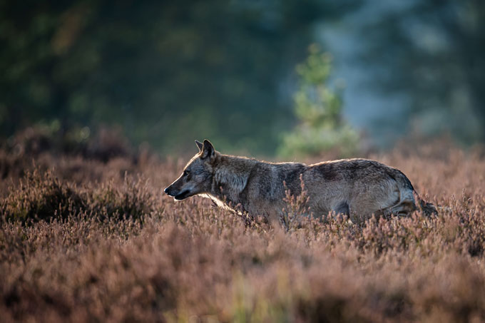 Wolf im Wald. - Foto: Heiko Anders