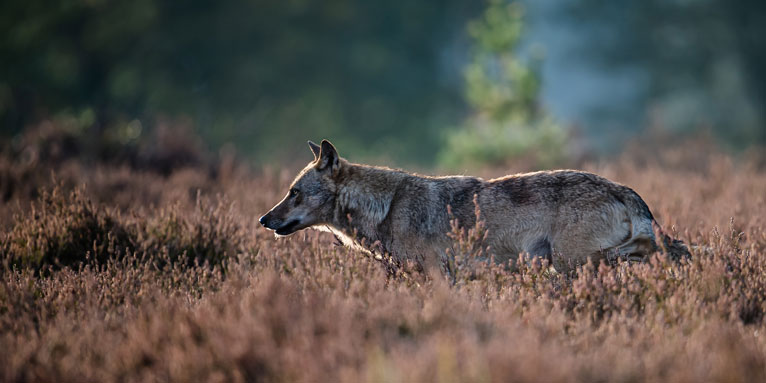 Wolf im Wald. - Foto: Heiko Anders