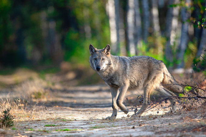 Wolf. - Foto: NABU/Kathleen Gerber